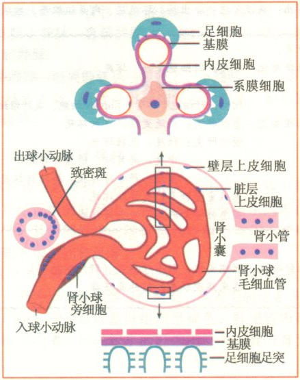 出现水肿、血尿是什么情况?小心是肾小球肾炎找上你!