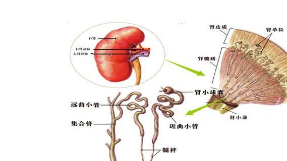 慢性肾小球肾炎的检查项目有哪些？