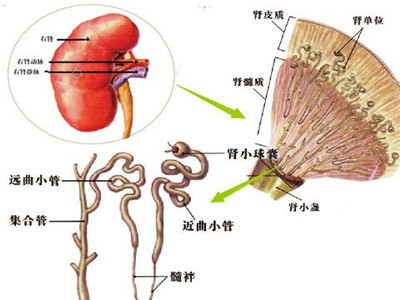 中西医结合治疗糖尿病肾病