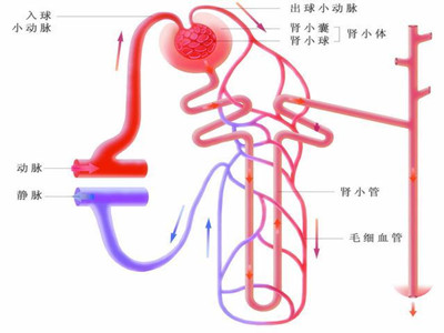 如何预防膜性肾病？