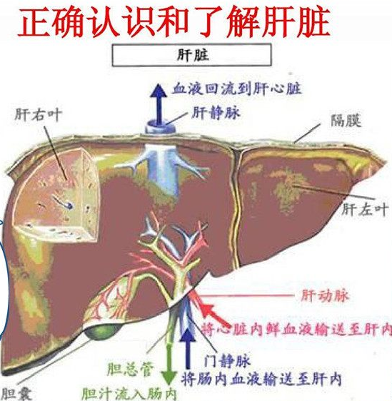 唯有“管住嘴”，才有“肝”健康！