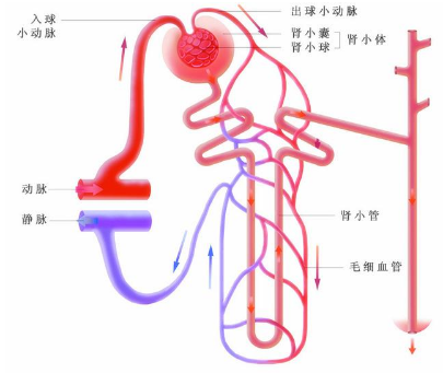 得了膜性肾病会不会好起来？膜性肾病怎么治疗？