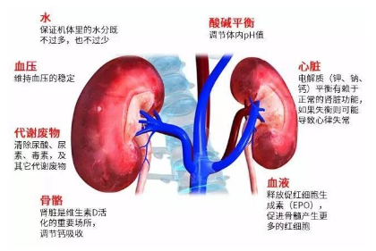 尿频也能引发高血压肾病?高血压和肾病有啥联系?