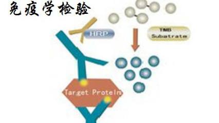 免疫学检查